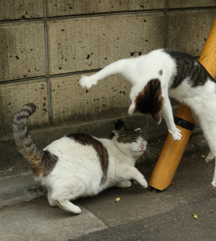 必死すぎるネコ