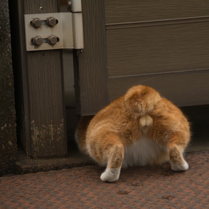 「必死すぎるネコ展」