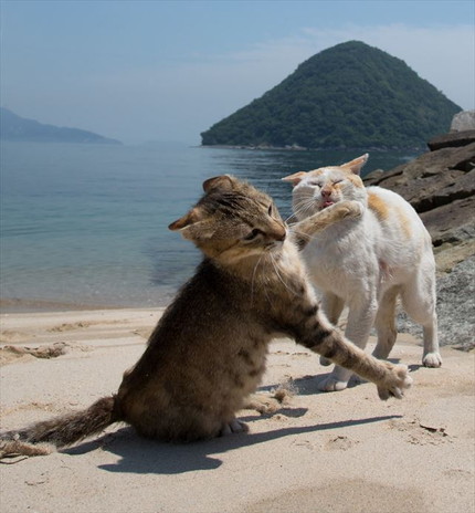 「必死すぎるネコ展」