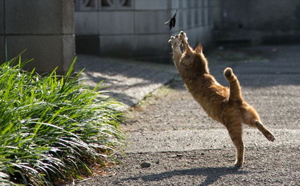 「必死すぎるネコ展」