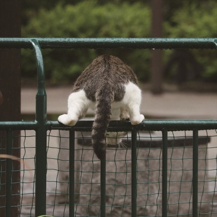 「必死すぎるネコ展」