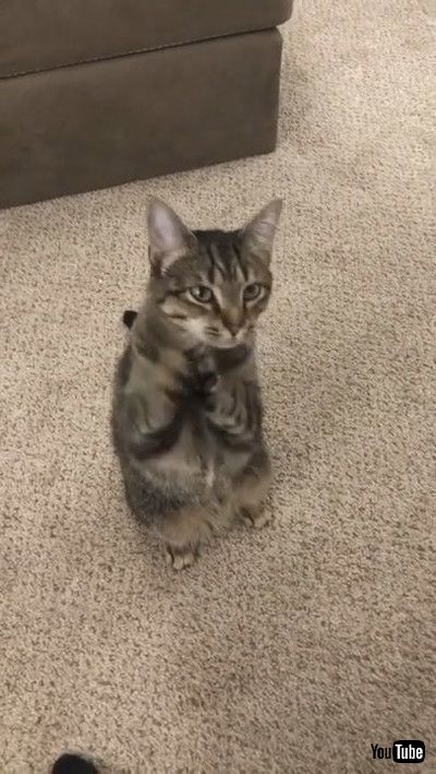 「Clever Kitty Begs For Attention || ViralHog」