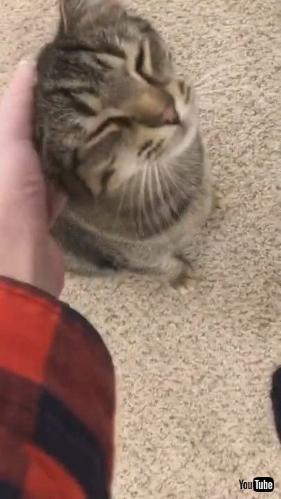 「Clever Kitty Begs For Attention || ViralHog」