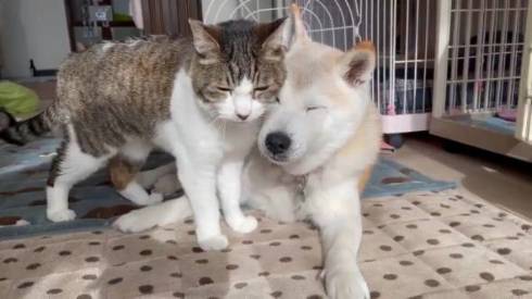 犬と猫