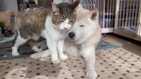 犬のおじいさん 小次郎くん 猫のおじいさん トウジくん