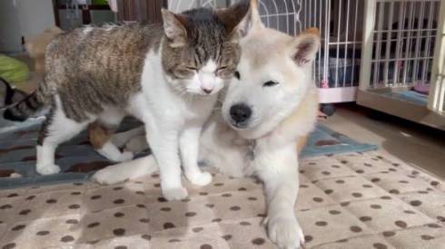 犬のおじいさん 小次郎くん 猫のおじいさん トウジくん