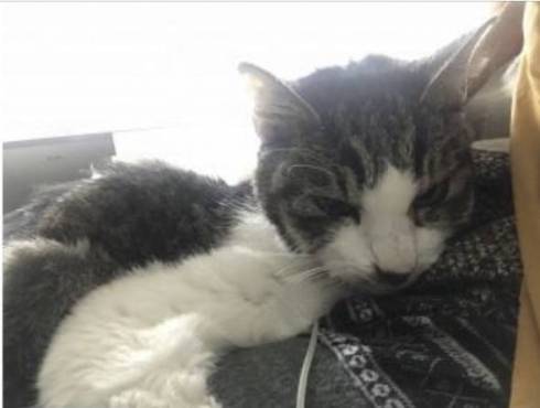 犬のおじいさん 小次郎くん 猫のおじいさん トウジくん