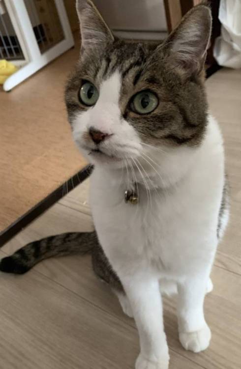 犬のおじいさん 小次郎くん 猫のおじいさん トウジくん