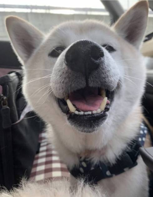 犬のおじいさん 小次郎くん 猫のおじいさん トウジくん