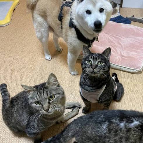 犬のおじいさん 小次郎くん 猫のおじいさん トウジくん