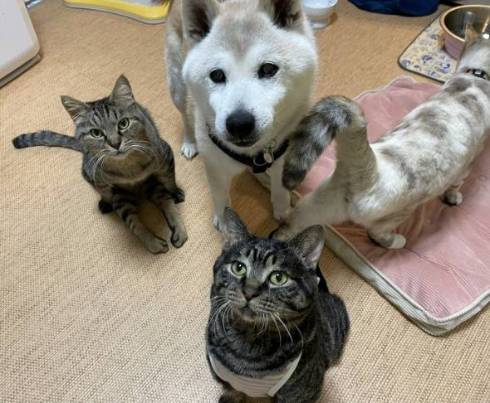 犬のおじいさん 小次郎くん 猫のおじいさん トウジくん