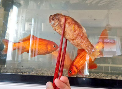 金魚