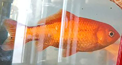 金魚