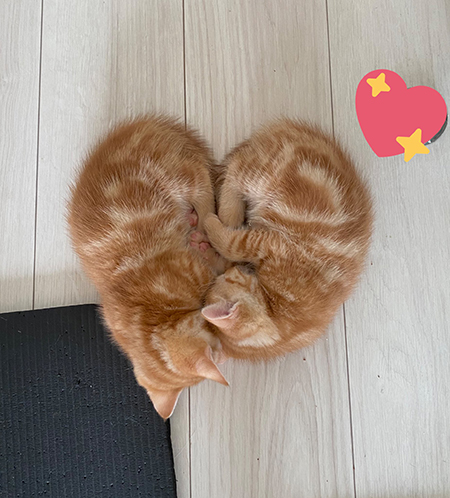 ハート猫ちゃんズ