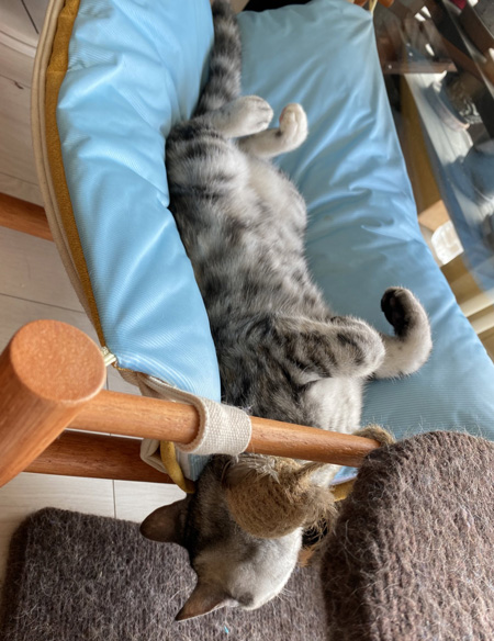 すごい寝相のさしみちゃん