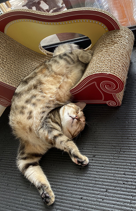 すごい寝相のにぼちちゃん