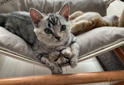 3きょうだいの性格を表す図