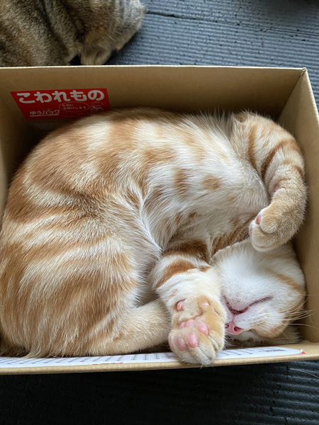 箱入りもーたくん