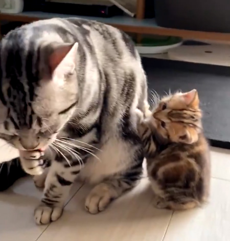 パパを見つめる子猫