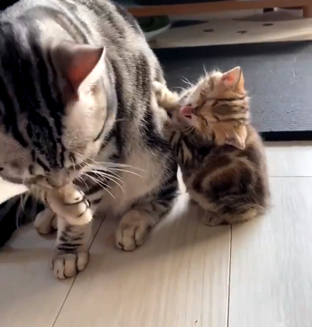 あくびをした子猫