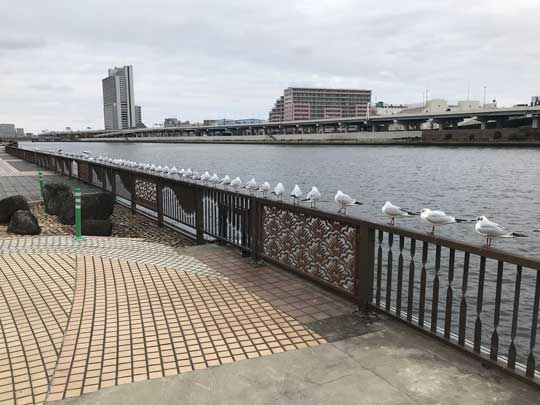 整列 鳥たち カモメ 並ぶ 一列