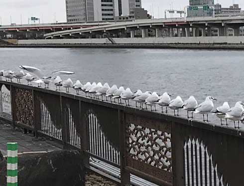 整列 鳥たち カモメ 並ぶ 一列