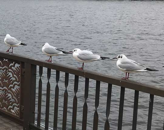 整列 鳥たち カモメ 並ぶ 一列