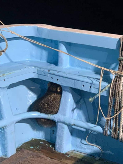 忍び込んだモフモフ