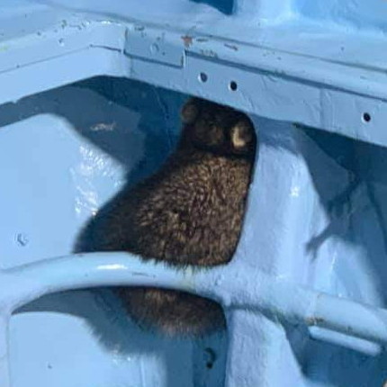 忍び込んだモフモフ