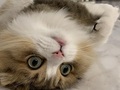 【ベストショット】面白いポーズの猫ちゃんたち 2021年3月号