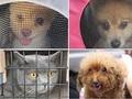 「飼育放棄の約7割が“飼い主の高齢化”」「保護犬・猫を悪用したビジネスも」　ペットブームに潜む犬猫たちの現実