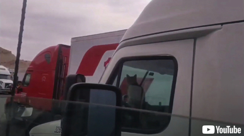 クラクションを鳴らす猫さん