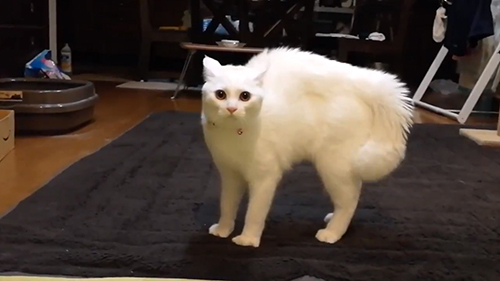 オラオラあんにんくん・アップしっぽふり