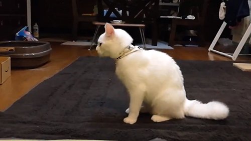 オラオラあんにんくん・ふう