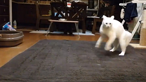 オラオラあんにんくん途中