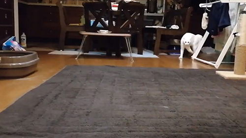 オラオラあんにんくん右足上げ