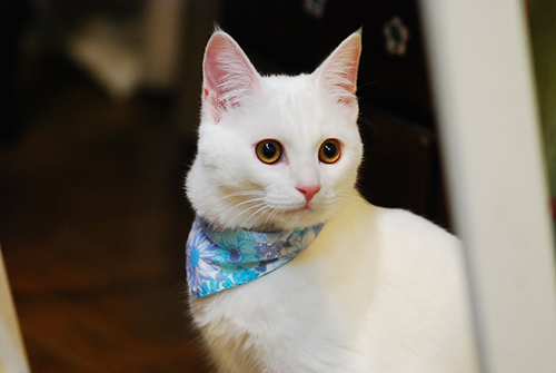 バンダナあんにんくん