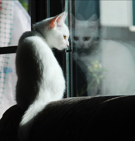 あんにんくん横顔