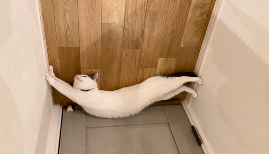 忍者 天井 張り付いて 保護 猫 伸び