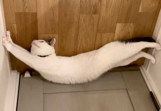 忍者 天井 張り付いて 保護 猫 伸び