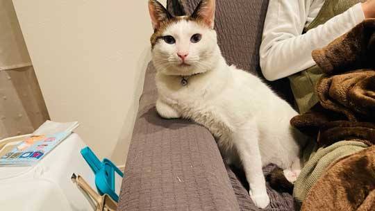 忍者 天井 張り付いて 保護 猫 伸び