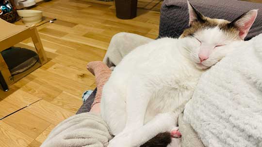 忍者 天井 張り付いて 保護 猫 伸び