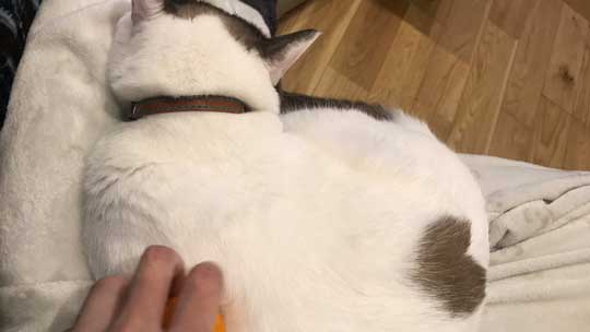 忍者 天井 張り付いて 保護 猫 伸び