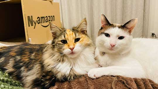 忍者 天井 張り付いて 保護 猫 伸び