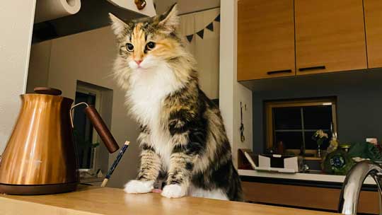 忍者 天井 張り付いて 保護 猫 伸び