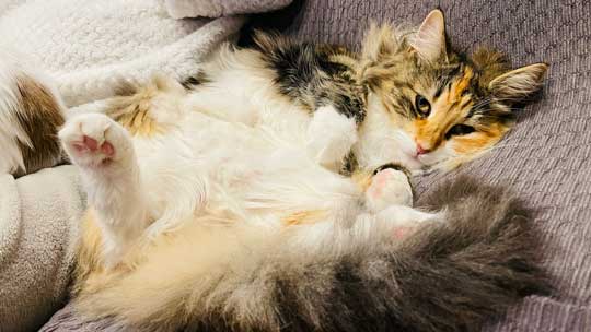 忍者 天井 張り付いて 保護 猫 伸び