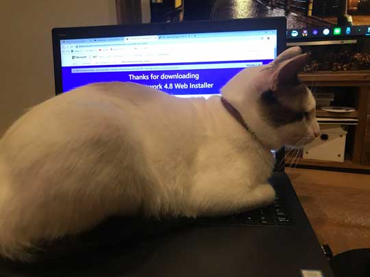 忍者 天井 張り付いて 保護 猫 伸び