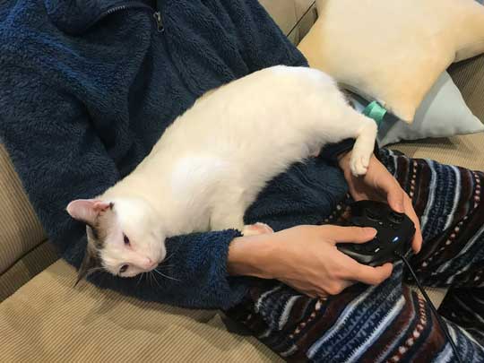 忍者 天井 張り付いて 保護 猫 伸び