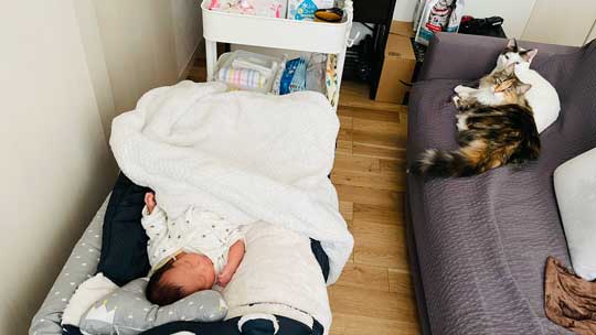 忍者 天井 張り付いて 保護 猫 伸び