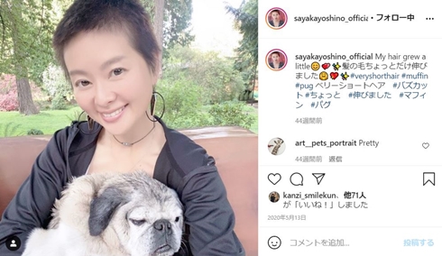 吉野紗香 チャイドル 犬 息子 出産